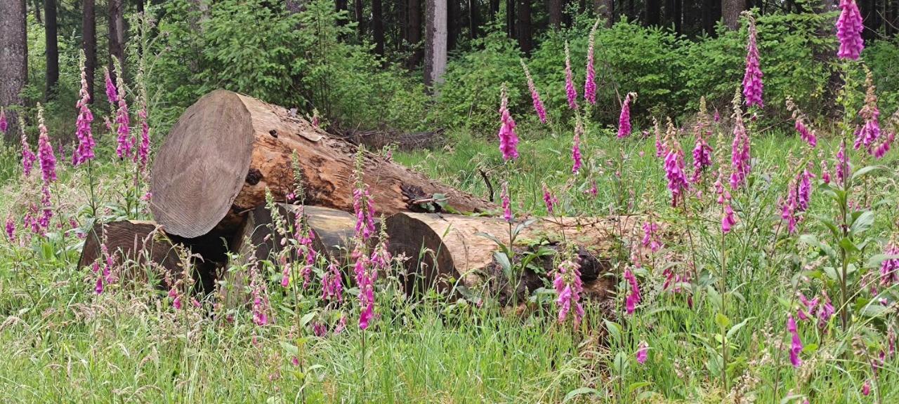 Le Pas Du Loup Villa Royere-de-Vassiviere Екстериор снимка